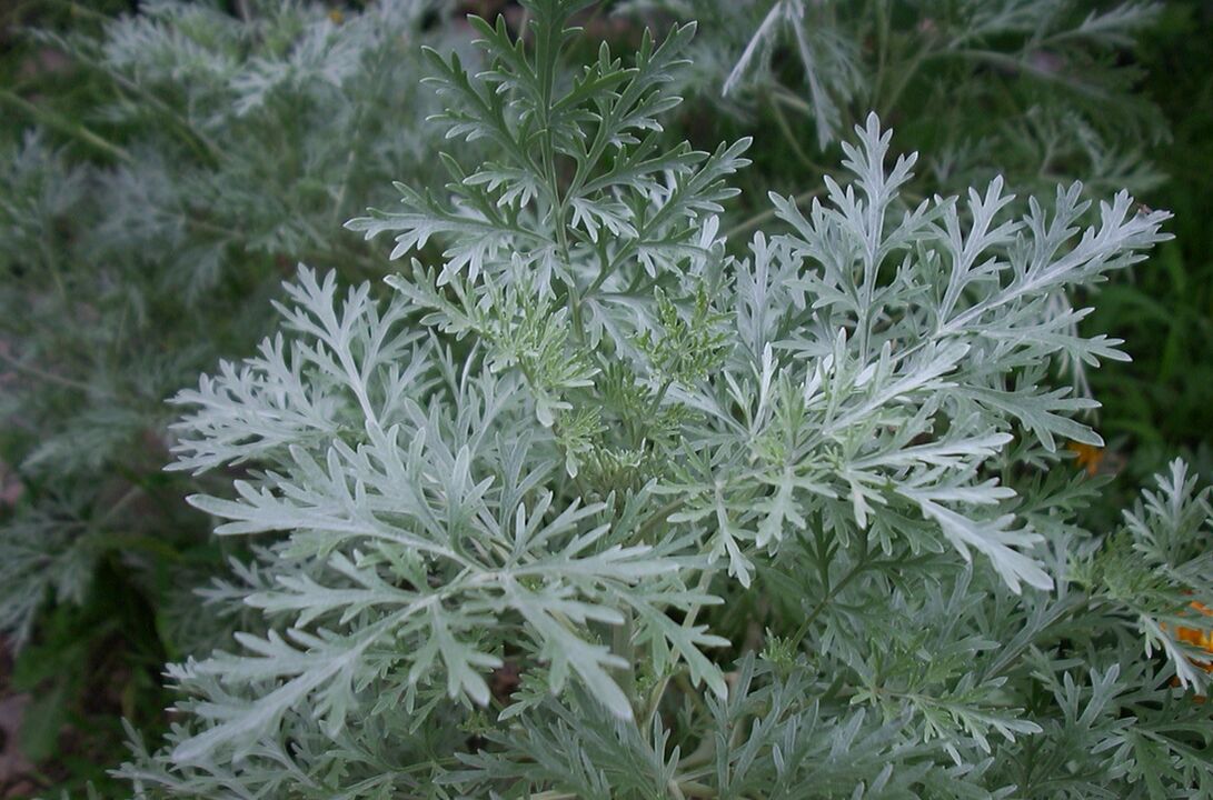 Wormwood ngalawan urat variatif