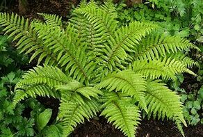 compresses pikeun pengobatan urat variatif